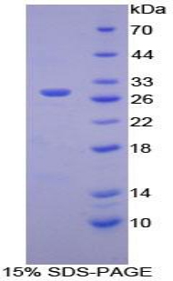 Recombinant Hexosaminidase A Alpha (HEXa)