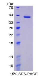 Recombinant Matrix Metalloproteinase 23A (MMP23A)