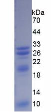 Recombinant Triggering Receptor Expressed On Myeloid Cells 1 (TREM1)