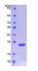 Recombinant Triggering Receptor Expressed On Myeloid Cells 1 (TREM1)