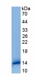 Recombinant Caveolin 1 (CAV1)