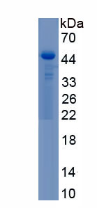 Recombinant Caveolin 1 (CAV1)