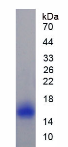 Recombinant Caveolin 1 (CAV1)