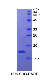 RPA220Bo01.jpg