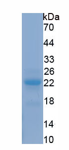 Recombinant Atrial Natriuretic Peptide (ANP)