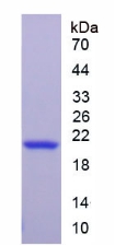 Recombinant Free Fatty Acid Receptor 3 (FFAR3)