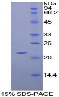 Recombinant Cyclophilin B (CYPB)