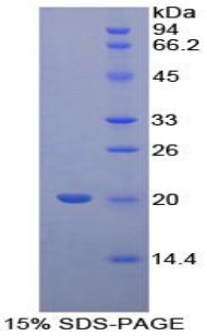 Recombinant Cyclophilin B (CYPB)