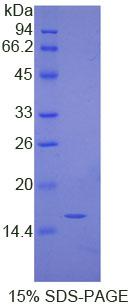 Recombinant Immunoglobulin G4 (IgG4)