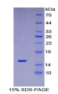 Recombinant Complement 1 Inhibitor (C1INH)