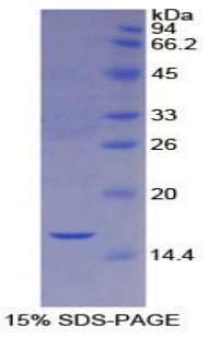 Recombinant Caspase 2 (CASP2)