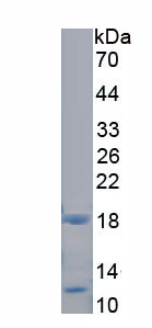 RPA244Hu04.jpg