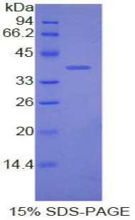 Recombinant Apolipoprotein C1 (APOC1)