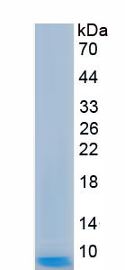 Recombinant Apolipoprotein C1 (APOC1)