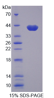 Recombinant Apolipoprotein C1 (APOC1)