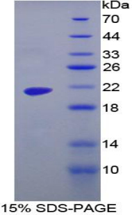 Recombinant Maltase-glucoamylase (MGAM)