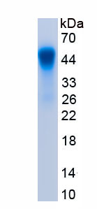 Recombinant Heat Shock Protein 47 (HSP47)