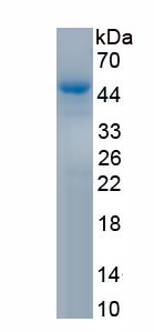 Recombinant Immunoglobulin superfamily, member 1 (IGSF1)