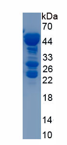 Recombinant Natriuretic Peptide Precursor A (NPPA)