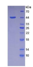 Recombinant Natriuretic Peptide Precursor A (NPPA)