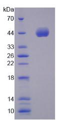 Recombinant Natriuretic Peptide Precursor A (NPPA)