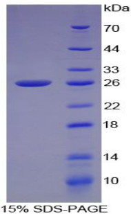 Recombinant Connexin 43 (CX43)