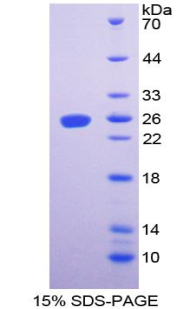 RPA278Ra01.jpg