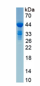 Recombinant Histone H4 (H4)