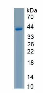 Recombinant Histone H4 (H4)