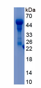 Recombinant Lactoperoxidase (LPO)