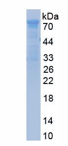 Recombinant Lactoperoxidase (LPO)