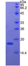 Recombinant Ribonuclease A (RNase A)