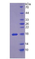 Recombinant Ribonuclease A (RNase A)