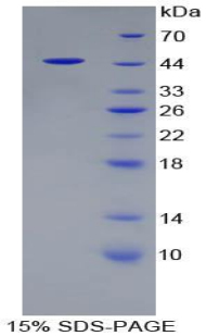 Recombinant Ribonuclease A (RNase A)