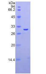 Recombinant Galectin 3 (GAL3)