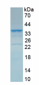 Recombinant Galectin 4 (GAL4)