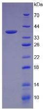 Recombinant Galectin 8 (GAL8)