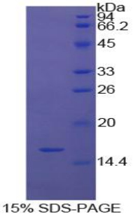 Recombinant Galectin 9 (GAL9)