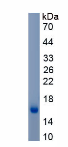 Recombinant Galectin 9 (GAL9)