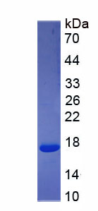 Recombinant Galectin 9 (GAL9)