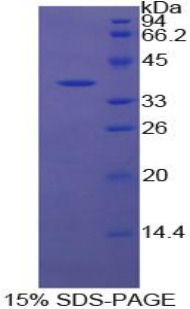 RPA310Bo01.jpg