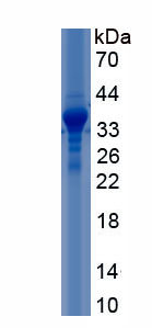 Recombinant Apolipoprotein H (APOH)