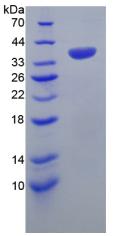 Recombinant Apolipoprotein H (APOH)