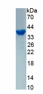 Recombinant Galectin 12 (GAL12)