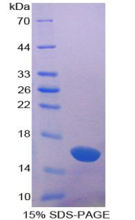 RPA321Bo01.jpg