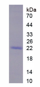 Recombinant Transition Protein 1 (TNP1)