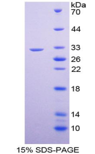 RPA336Ra01.jpg