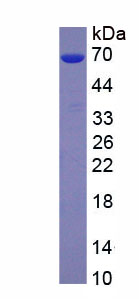 Recombinant Microtubule Associated Protein 1A (MAP1A)