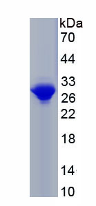 Recombinant Collagen Type I Alpha 1 (COL1a1)