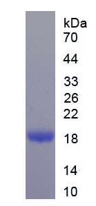 Recombinant Histone H2B (H2B)